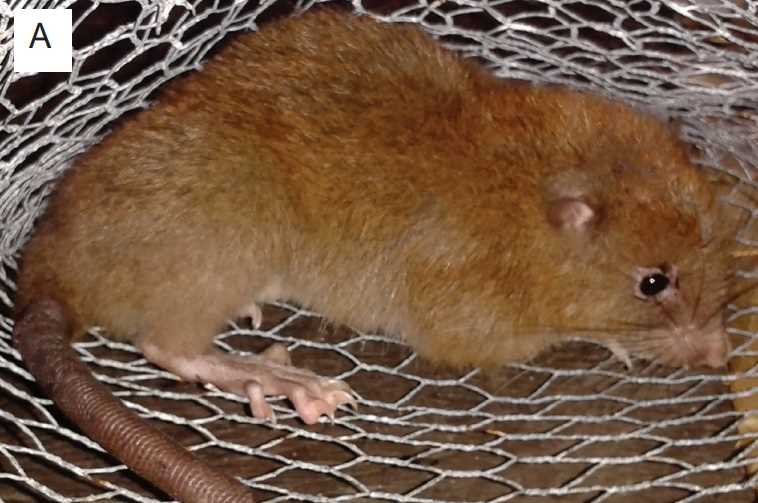 Особенности строения тела Мохнатых крыс (Mallomys)