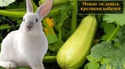 Можно ли кролику давать кабачок: в чем польза и вред, в каком виде скармливать