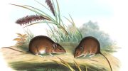 Мышь Гульда — вымершее животное из Австралии