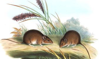 Мышь Гульда — вымершее животное из Австралии