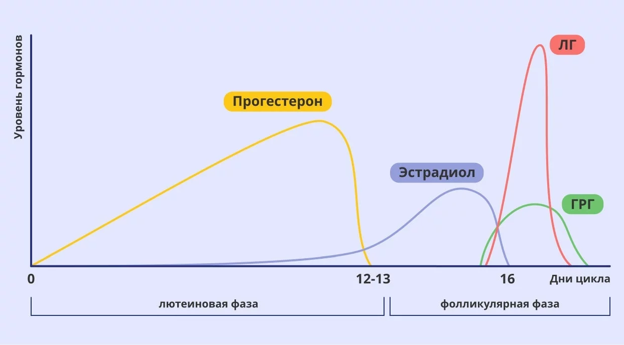 На какой день после отёла можно осеменять корову?