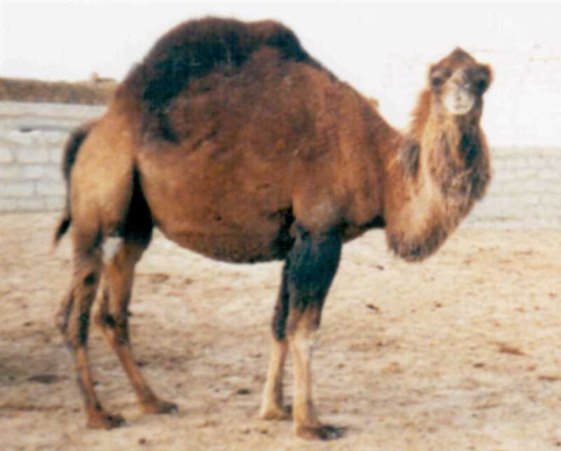 Примеры гибридных верблюдов