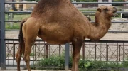 Нар или инер — гибрид верблюда-одногорбика и верблюда-двугорбика