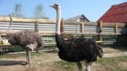 Насколько выгодно разводить страусов?