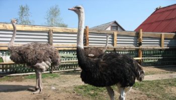 Насколько выгодно разводить страусов?