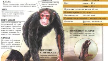 Научная классификация, поведение и особенности шимпанзе