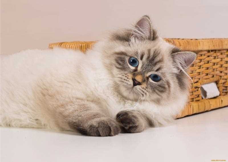 Невская маскарадная кошка: особенности, история и характер