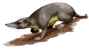 Незофонты (Nesophontes): описание и фото вымерших карибских млекопитающих