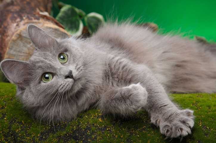 Характер породы кошек Нибелунг