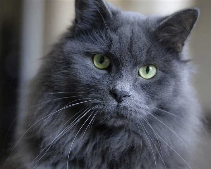 Нибелунг: плюсы и минусы породы кошек