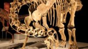 Нигерзавр (Nigersaurus) — открытие уникального динозавра в Сахаре