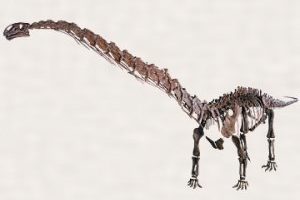 Ниппонозавр — культурное наследие древних японцев и его значение в палеонтологии