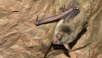 Ночницы (Myotis) — особенности, образ жизни и значение в экосистеме