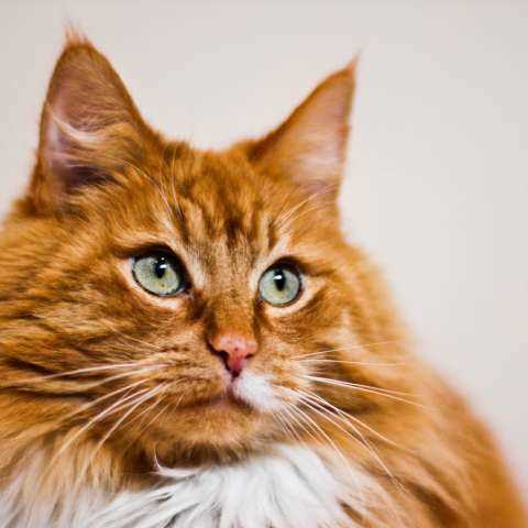 Стандарт норвежской лесной кошки: внешний вид