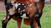 Нубийские козы: описание породы,содержание и уход