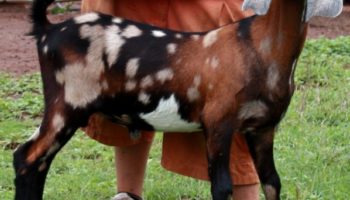 Нубийские козы: описание породы,содержание и уход