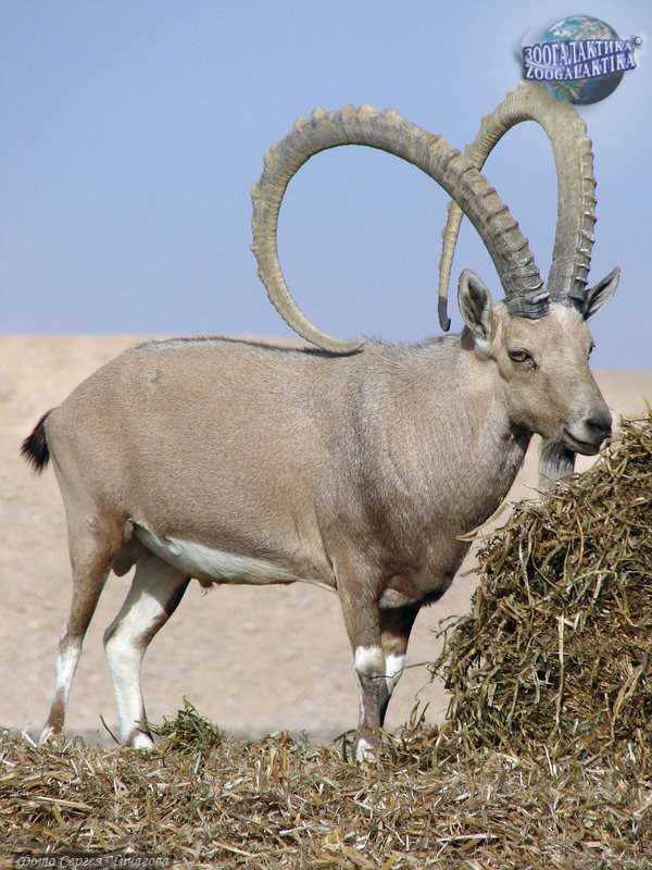 Мифы и легенды о нубийском горном козле
