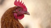 О каких болезнях сигнализирует побледнение гребня курицы? какие меры для лечения и профилактики следует принять?