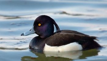 О породе черных уток: как называется, описание, где обитает птица