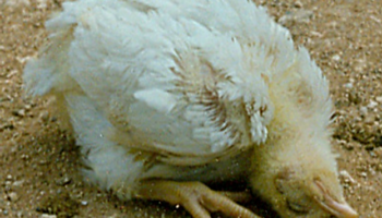 О симптомах и лечении болезни ньюкасла у кур и цыплят в домашних условиях