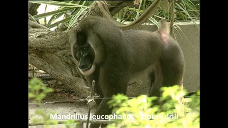 Особенности поведения и коммуникации обезьяны Дрил (Mandrillus leucophaeus)