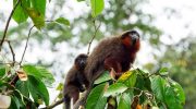 О мимикурирующих обезьянах Прыгунах (Callicebus) и их удивительных навыках
