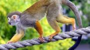 Описание и особенности беличьей обезьяны: уникальный вид и поведение