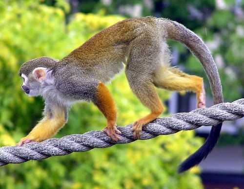 Значение беличьих обезьян в экосистеме