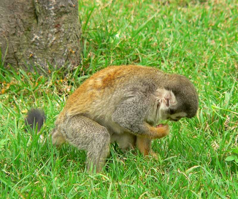 Биологическое описание беличьей обезьяны