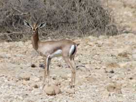 3. Обыкновенная газель сахарская (Gazella gazella saharae)