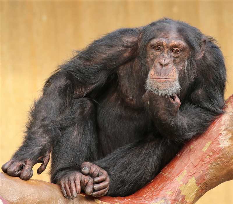 Защита и сохранение шимпанзе в природе
