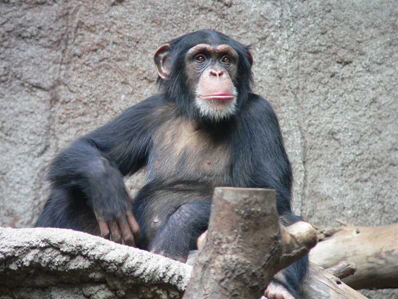 Угрозы шимпанзе