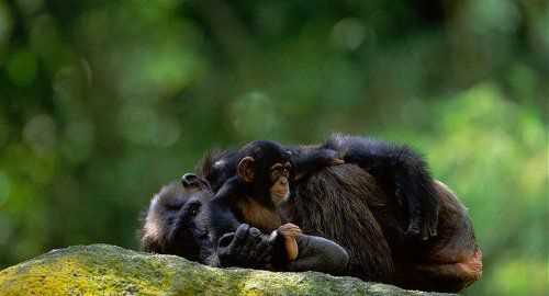 Распространение и местообитание шимпанзе