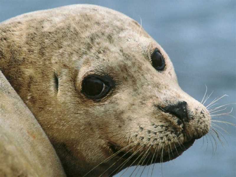 Специальные проекты и исследования с участием тюленей
