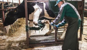 Обрезка копыт у коров: пошаговая инструкция с фото и видео