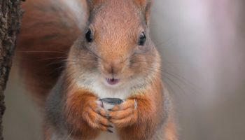 Обыкновенная белка или векша (Sciurus vulgaris)