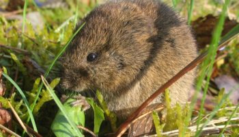 Обыкновенная полёвка (Microtus arvalis)