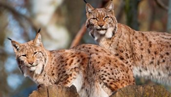 Обыкновенная рысь (Lynx lynx)