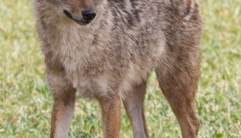 Обыкновенный шакал (Canis aureus) — особенности и распространение