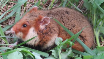 Обзор обыкновенного хомяка (Cricetus cricetus)