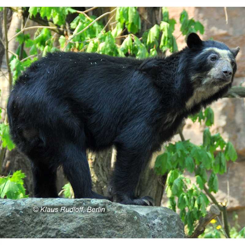 Ниже представлены конкретные действия, которые каждый может предпринять, чтобы поддержать сохранение Очковых медведей: