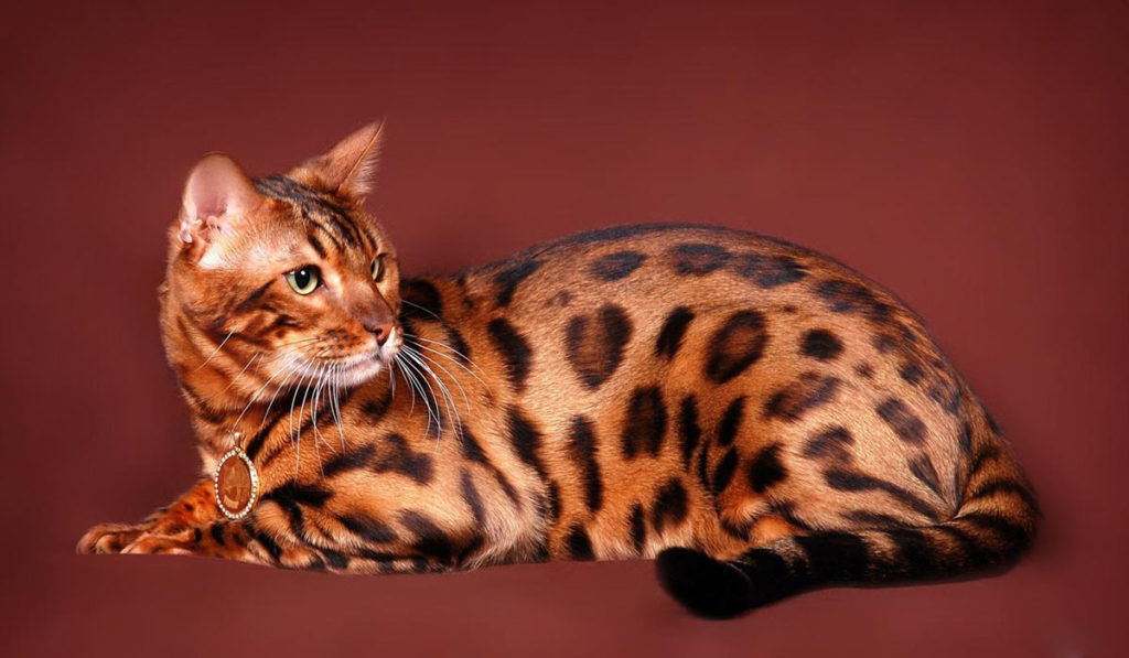 Бенгальский коричневый кот