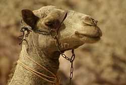 Одногорбый верблюд, или дромедар (дромадер), или арабиан (Camelus dromedarius)