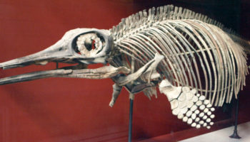 Офтальмозавр (Ophthalmosaurus)