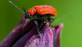 Огнецветки, или кардиналы (Pyrochroidae)