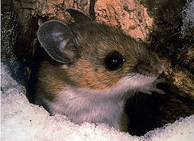 Олений хомячок (Peromyscus maniculatus)
