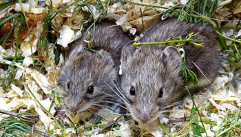 Ольхонская полёвка (Alticola olchonensis)