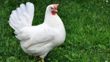Описание и характеристики кур породы леггорн, условия содержания