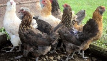 Описание и содержание породы кур амераукана