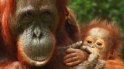 Все, что вам нужно знать о прекрасных орангутанах